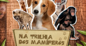 Mamíferos